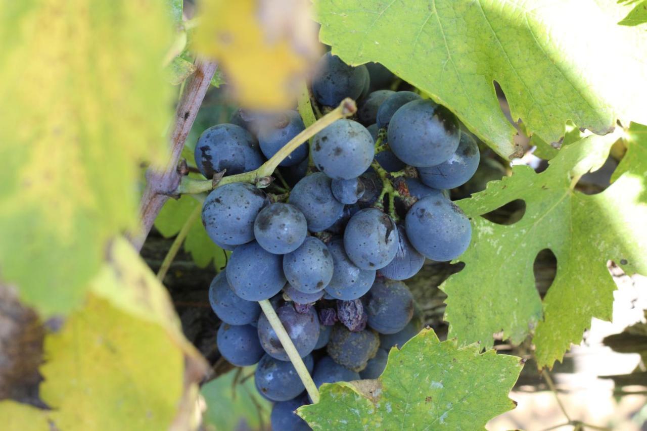 La Striscia Wine Resort 아레초 외부 사진